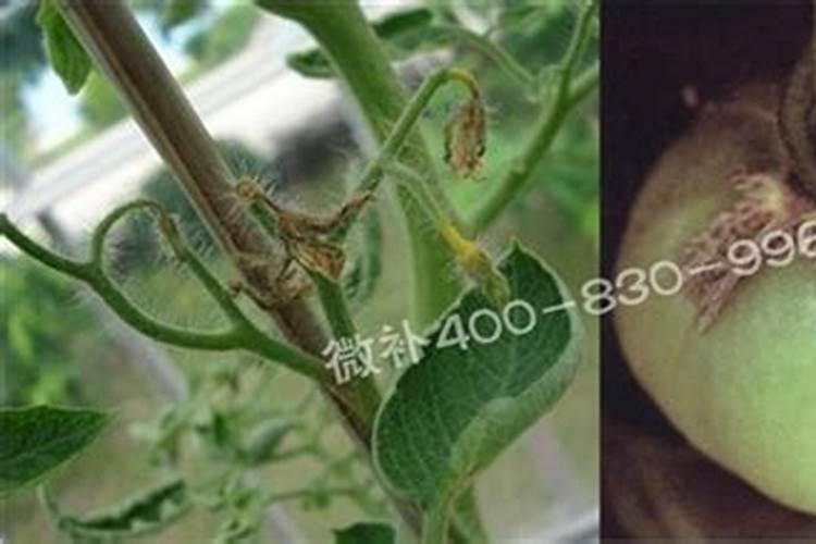 小番茄中期上什么肥料最好？