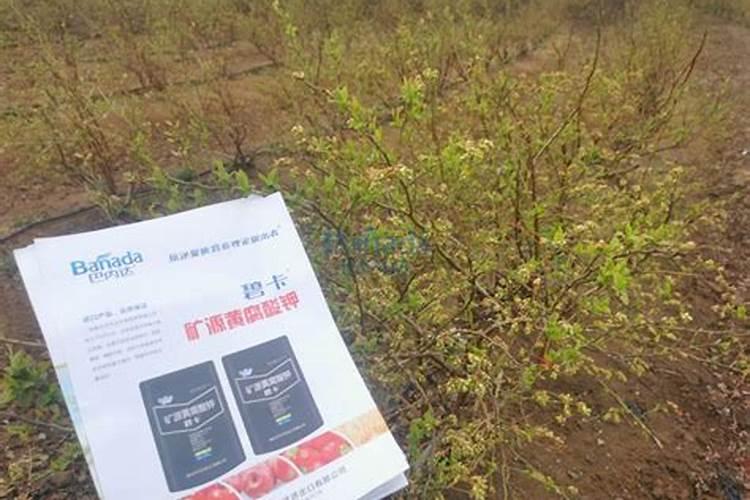 菊花是不是开花后移栽