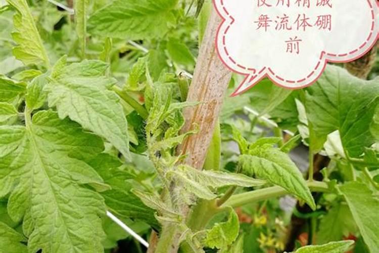 番茄的种植管理方法需要注意什么