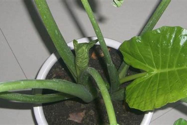 常见的花卉专用肥有哪些？