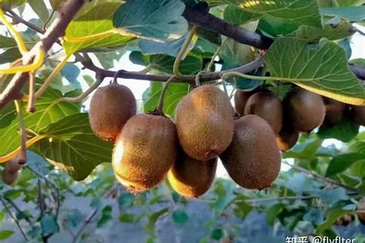 有机肥和无机肥那个更好？为什么？