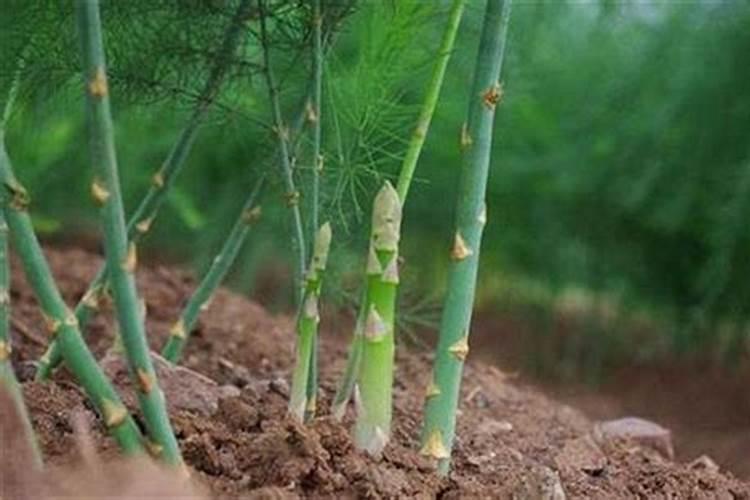 自己种的葱拿什么施肥 施什么肥长的又快又好