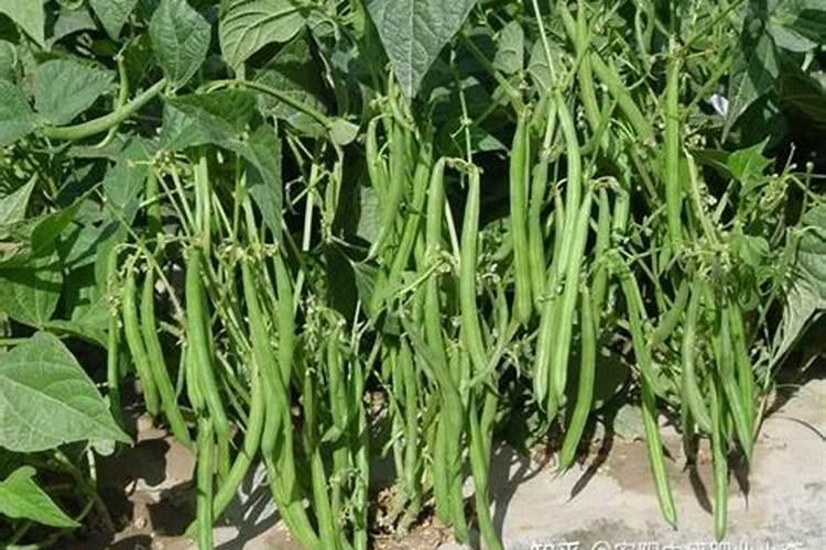 四季豆结荚期施什么肥 四季豆结荚期施肥的方法
