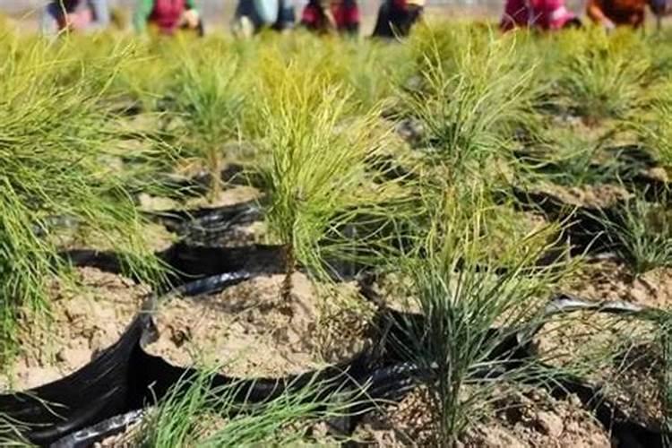 哈密瓜膨大期用什么肥料？