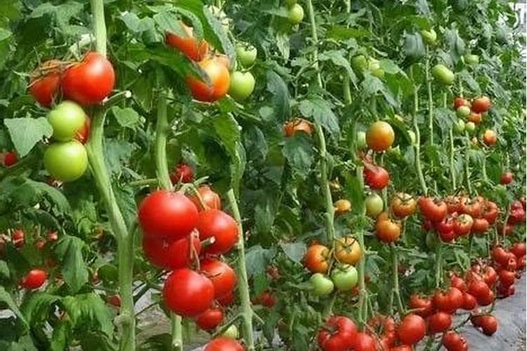 小番茄中期上什么肥料最好？