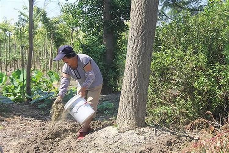 今年三月栽的银杏树,到现在还没发芽,请问树是死是活？