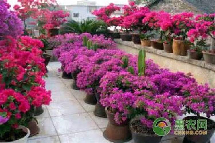 大家都给三角梅施什么肥？多久施肥一次