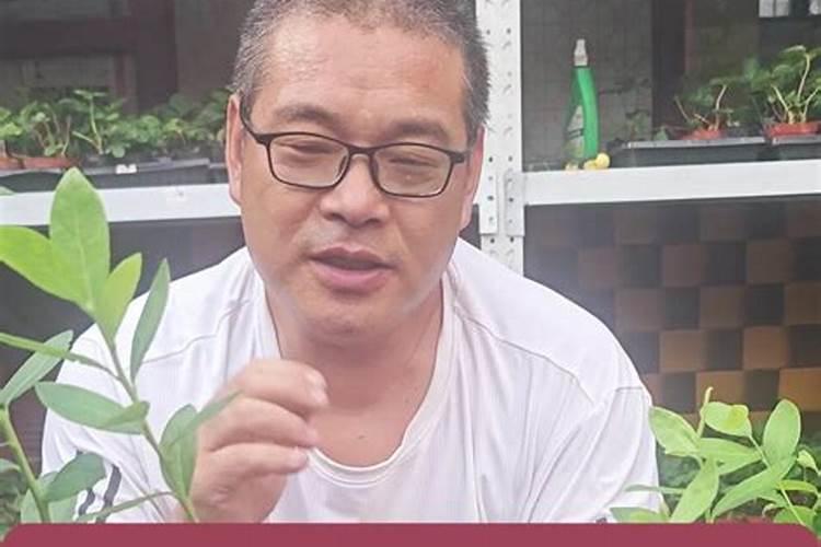 请专家帮我看看花生黄叶是什么原因？谢谢