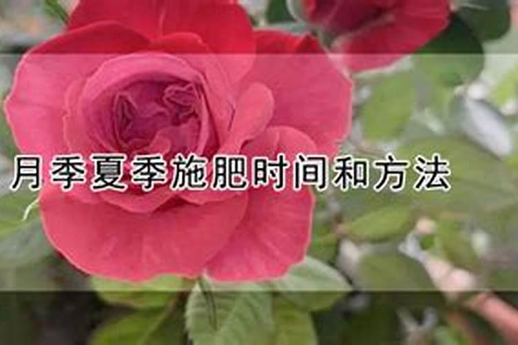 月季如何施肥 月季怎么施肥