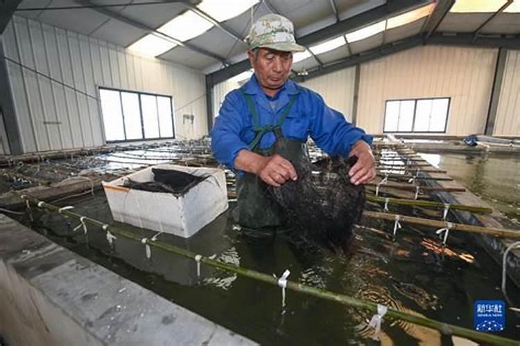 农业板块龙头股有哪些