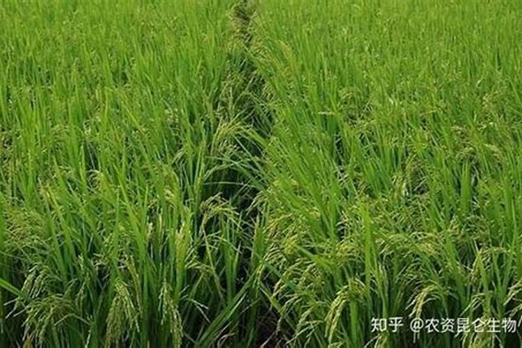 氮磷钾复合肥怎样浇花