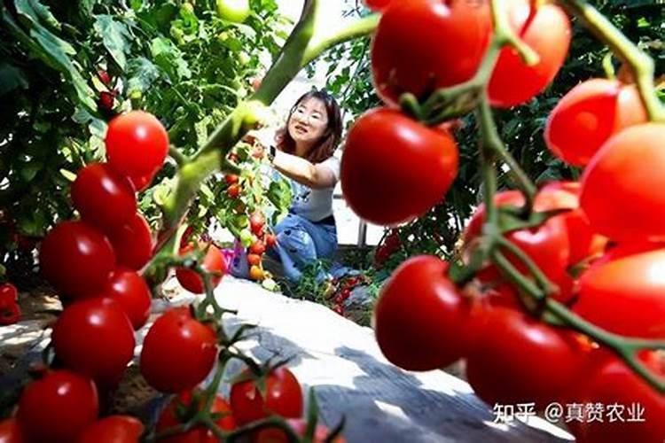 豆角什么时候打控旺药 用哪些肥料效果好