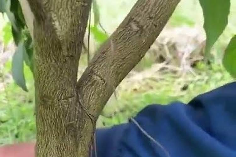 亚磷酸钾用在果树控旺在什么时期使用效果更好？