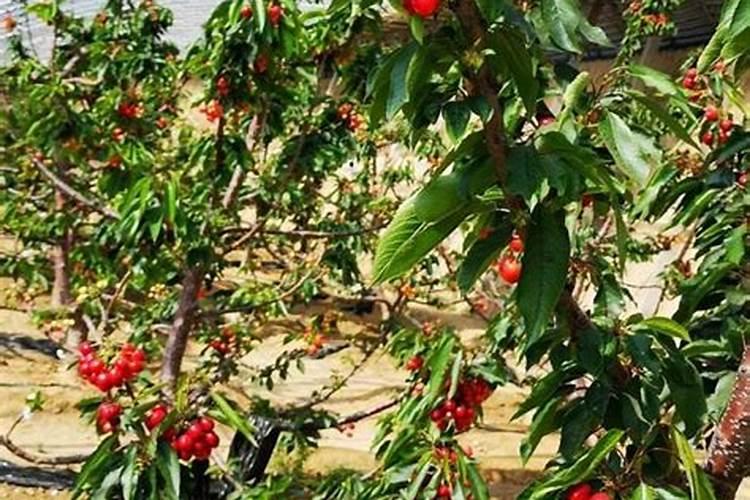 玉米什么时候打第一次生长素最好