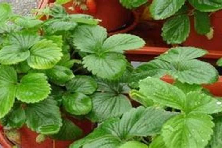 草莓专用肥是什么肥料 草莓施入氮磷钾肥的作用