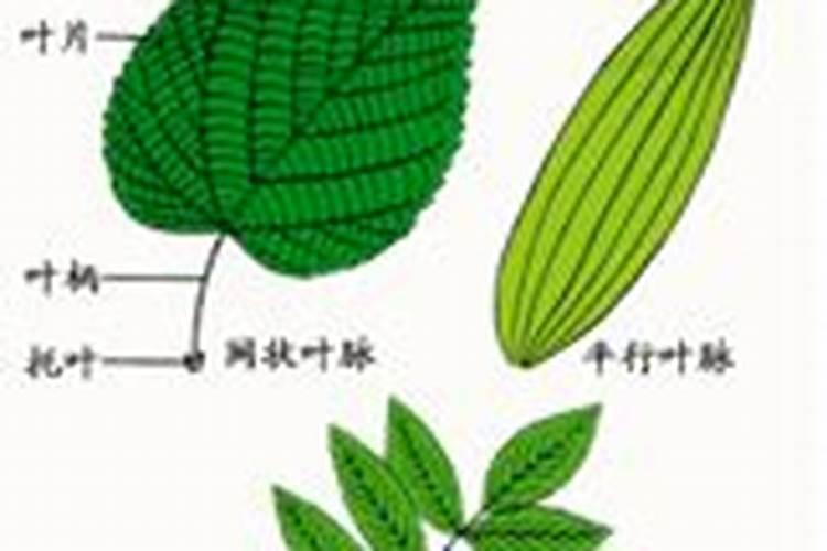 国内氨基酸水溶肥生产厂家有哪些？