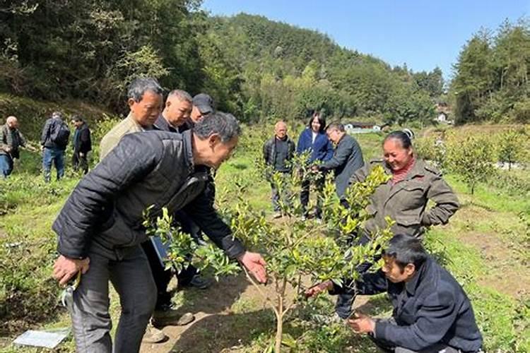油茶开花时期应该喷何种叶面肥？