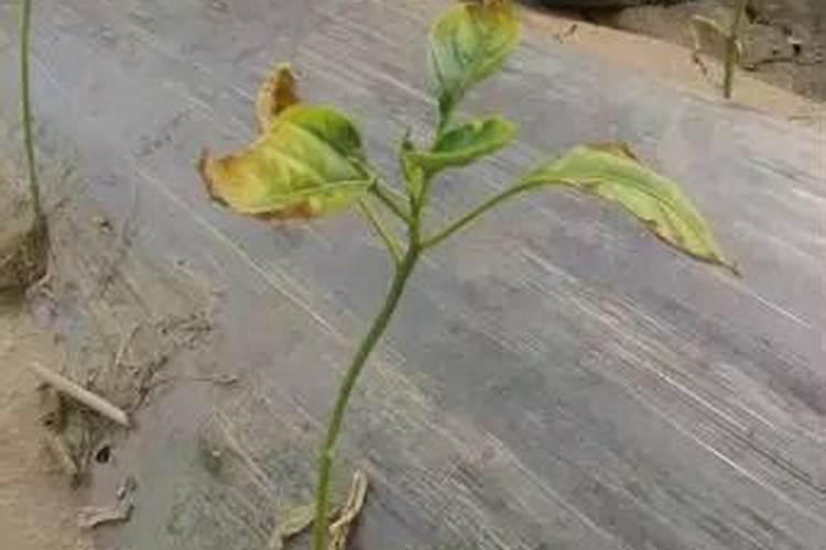 甘蔗是忌氯作物吗