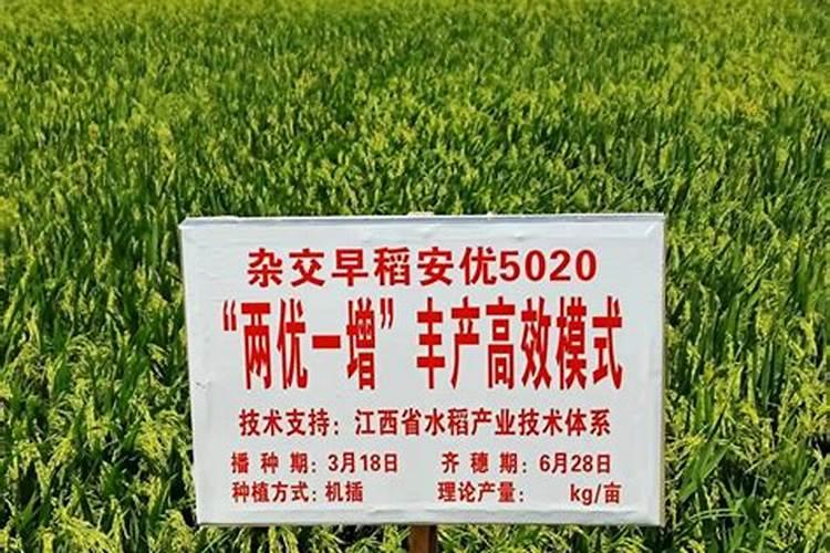 辣椒开花时候打什么药好