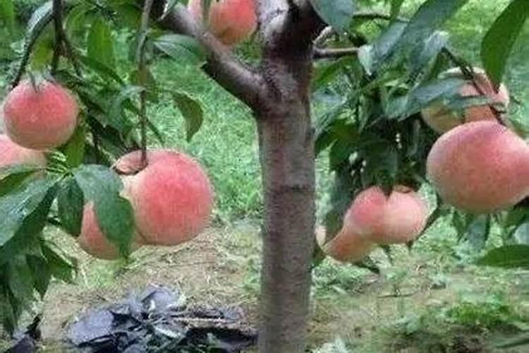 钾肥可以在桃树上叶面喷施吗？