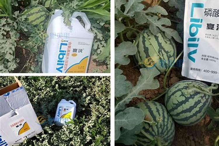 荷花令箭施什么肥最好