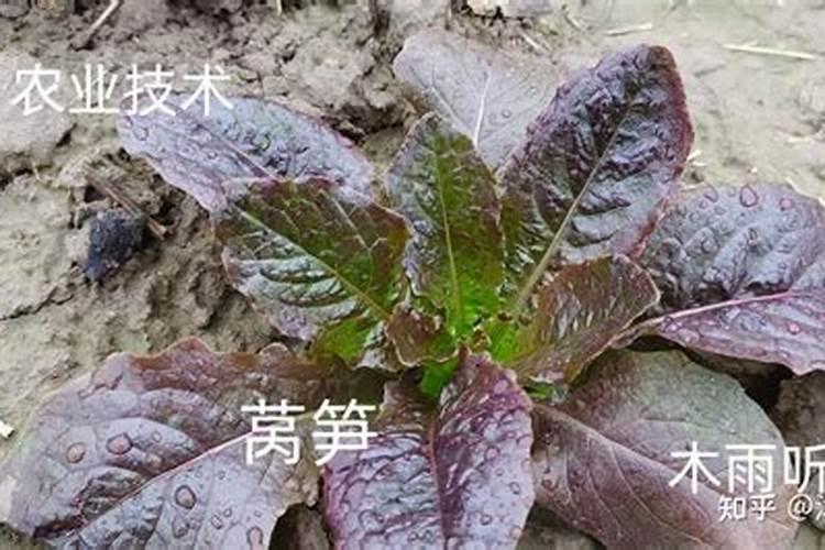 钾镁肥是什么东西？