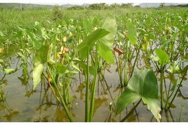 芝麻高产施肥法有很多,芝麻高产施肥法的方法有哪些？