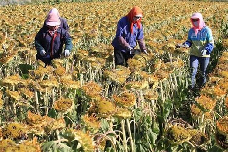 龙骨花怎么施肥