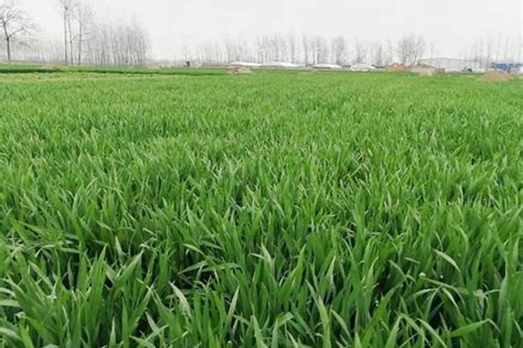 小麦4月份还能追肥吗