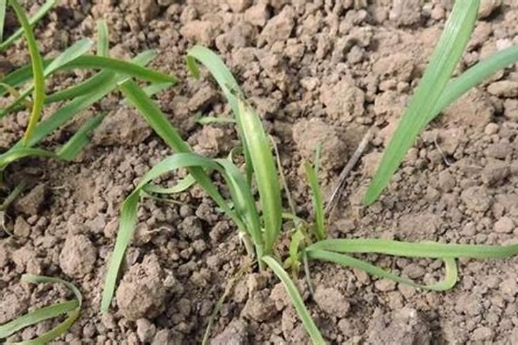 喷什么叶面肥能让韭菜变黑变绿