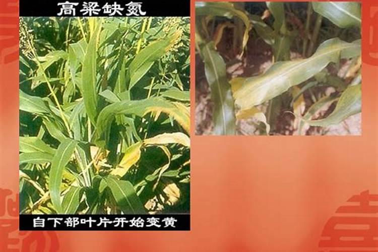 菲菜发黄是什么原因