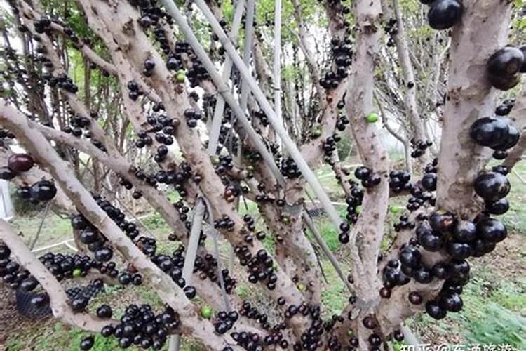 嘉宝果树施什么肥才长果