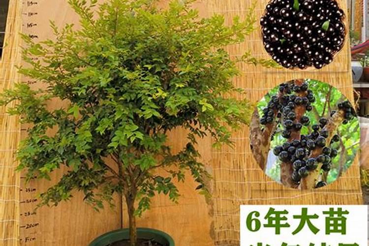 嘉宝果树施什么肥料最好