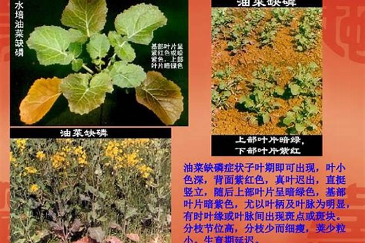 土豆施肥方法和注意事项