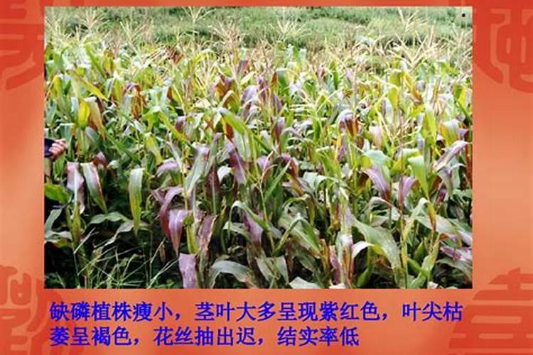 土豆的需肥特征是什么？如何进行科学施肥？