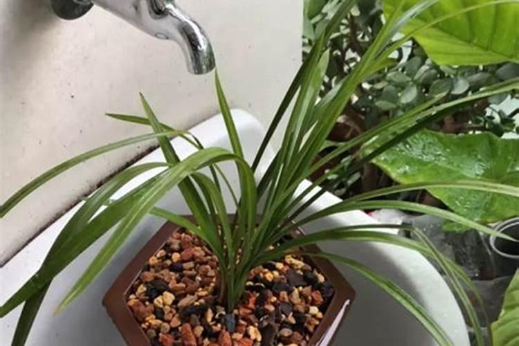 香灰可以做花的肥料吗