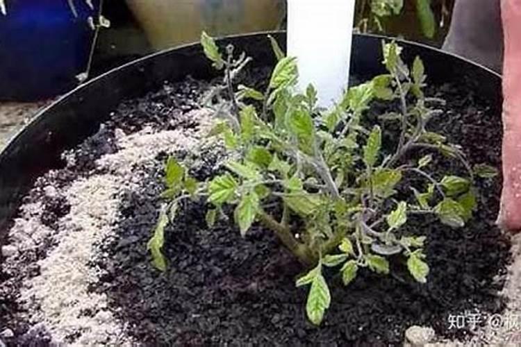 家用香灰怎么处理最好