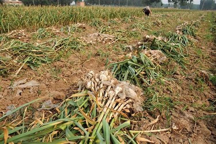 水溶肥加水溶化后能放多久