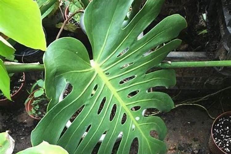 龟背竹施什么肥最好