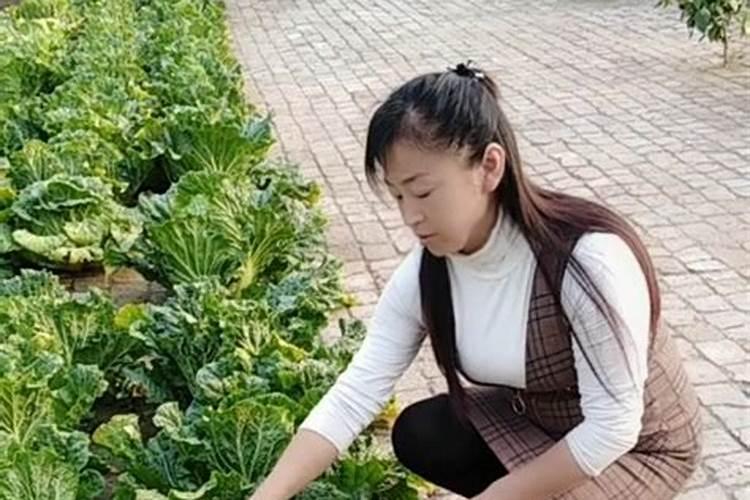 豆角用什么肥料 豆角用氮肥对吗