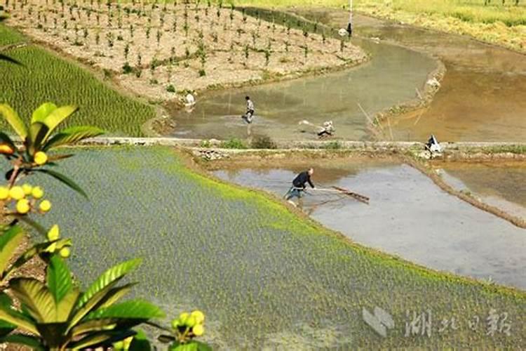 如何施用磷肥效果好