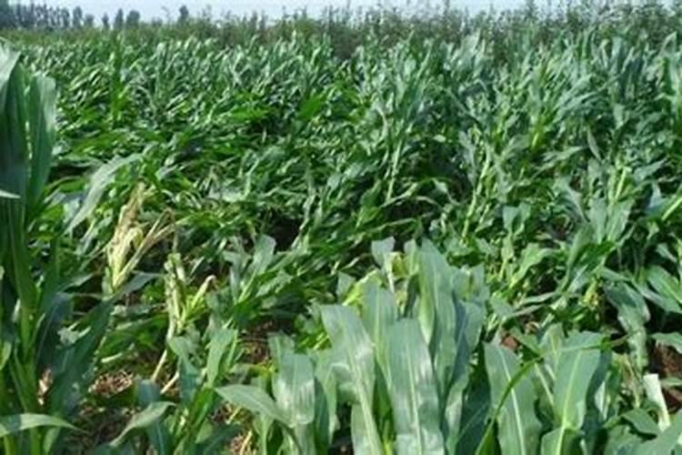 玉米肥害的主要症状有哪些？种植玉米出现肥害要怎么进行补救？