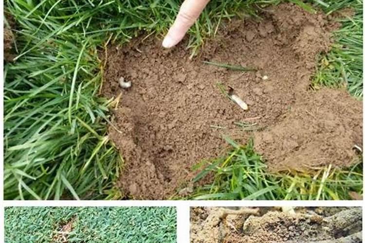 花生叶面喷施高效氯氟氰菊酯能杀死地下蚧螬吗？