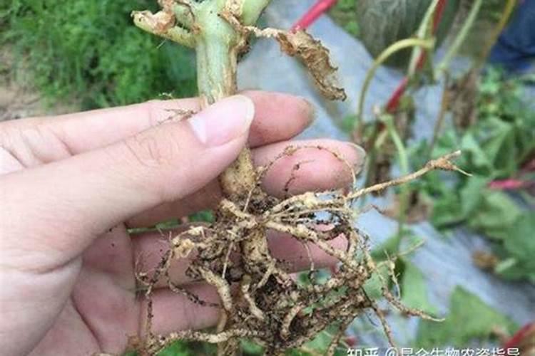 红薯用什么药治地下害虫好