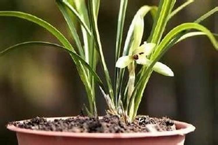 兰花喷什么叶面肥最好(兰花叶面肥喷施注意事项)