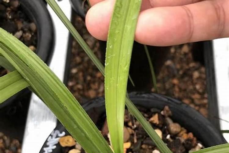 兰花用什么叶面肥最好