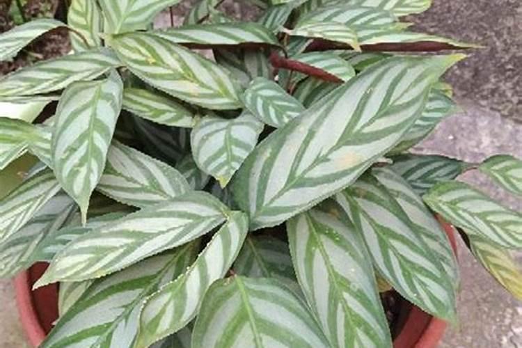 飞羽竹芋用什么肥料？