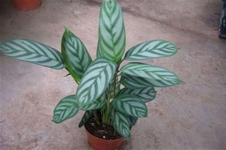 飞羽竹芋用什么肥料？