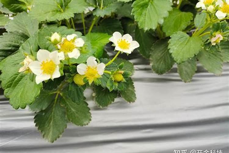 【碳哥课堂】种月季用什么样的水溶肥好？