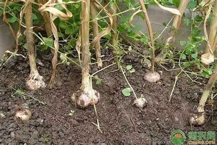 月季用什么肥花苞大？